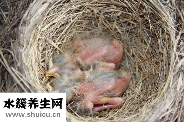 新生兒心率