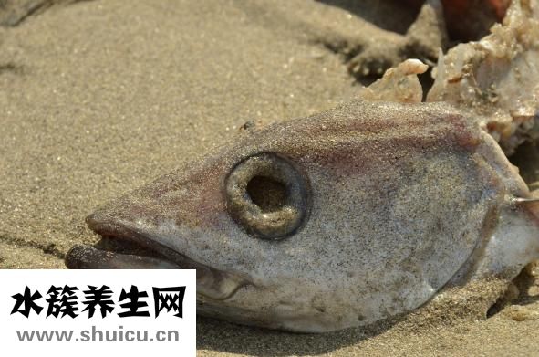 天麻燉魚頭