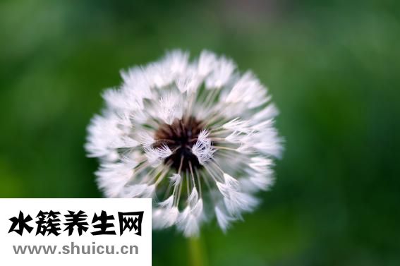 清熱潤肺湯