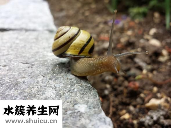 清熱潤肺湯