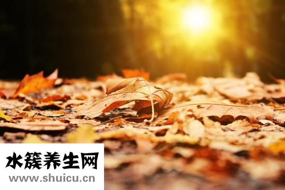 參茸補腎片
