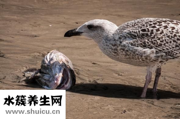 天麻燉魚頭
