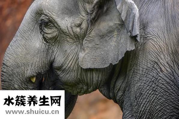 什么是熊貓血