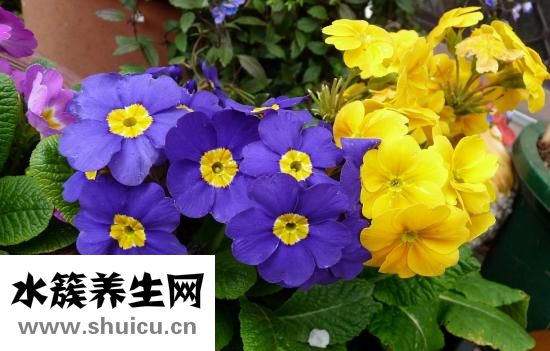 月見草油丸