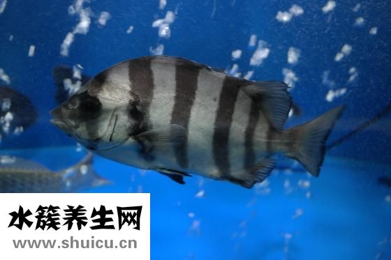 水煮耗兒魚