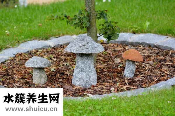 沙糖桔上火嗎