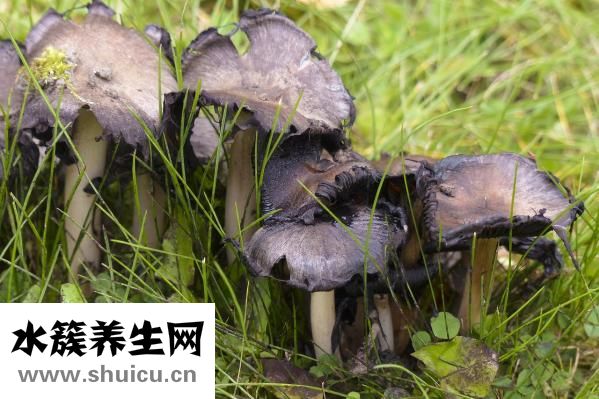 野生鐵皮石斛
