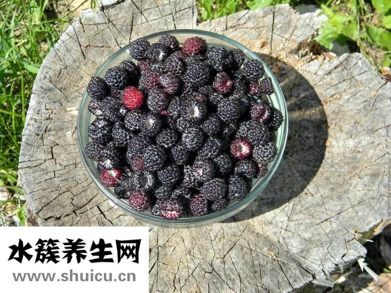 駝奶的營養