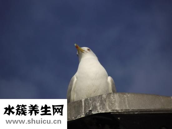 阿斯美膠囊