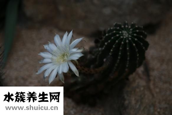 雙肺小結節