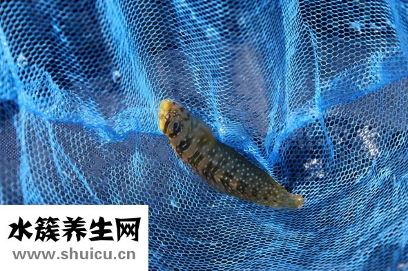 水煮耗兒魚