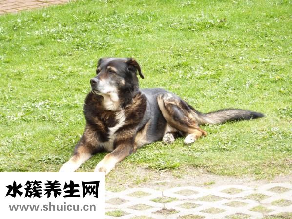 鵪鶉蛋的家常做法