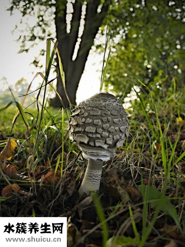沙拉醬熱量