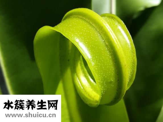 紫外線強度