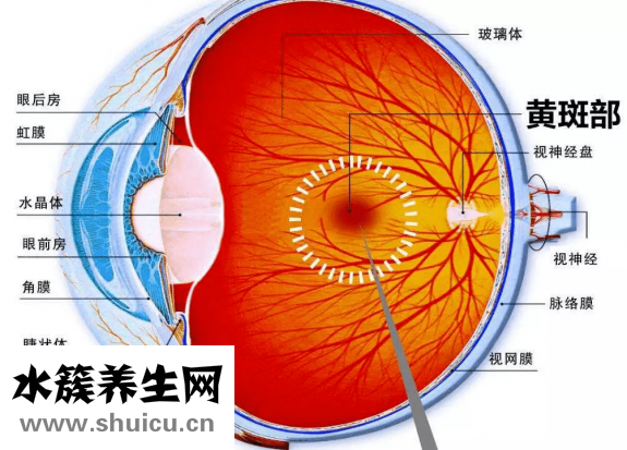 視網膜效應