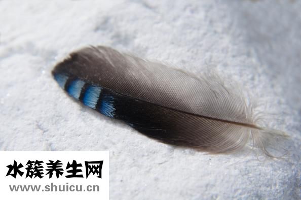 閉合性粉刺