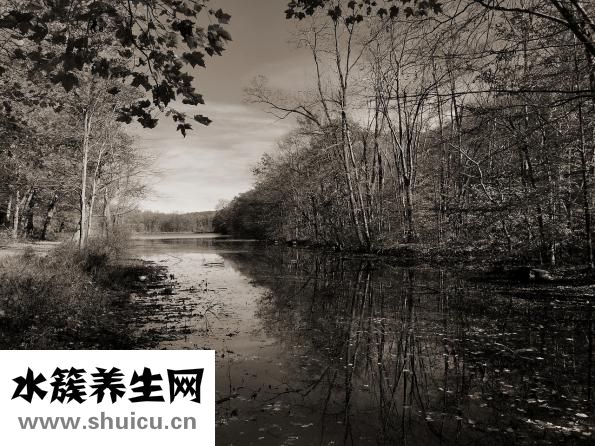 西蘭花卡路里