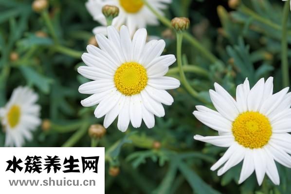 癭瘤是什么病