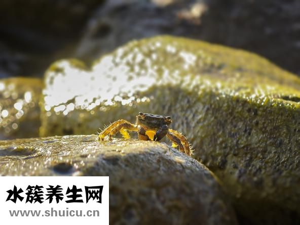 癭瘤是什么病