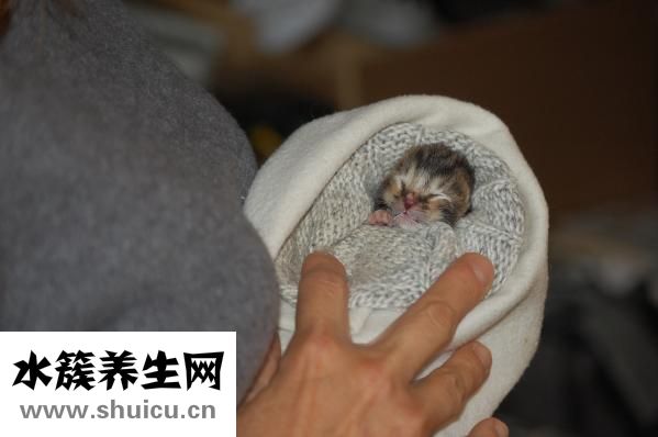 鴉膽子油乳