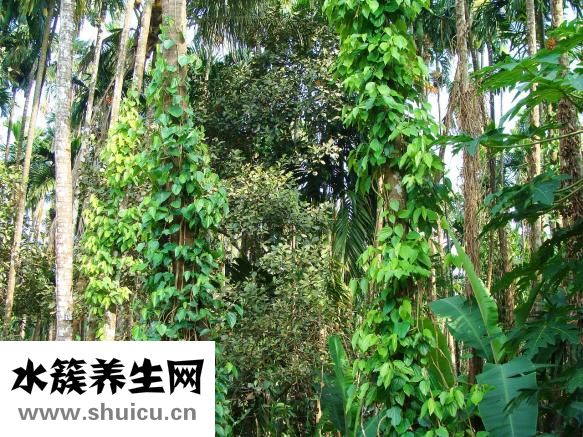 滑子蘑的做法