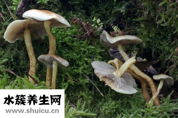 真武湯的配方