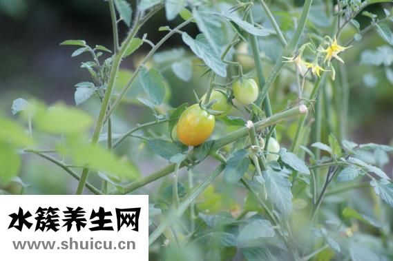 真武湯的配方