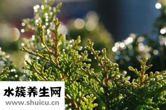 生發側柏葉