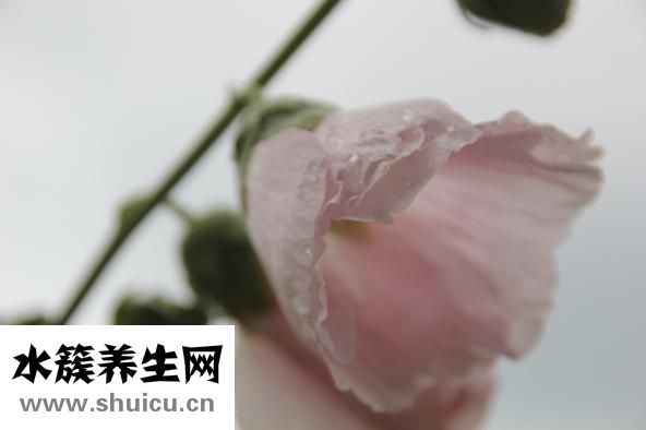 天葵子圖片