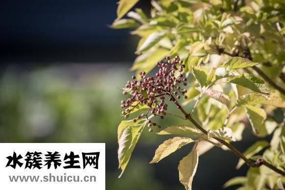 油菜花兒黃
