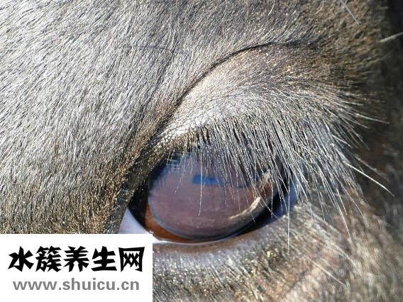 眼結膜下出血