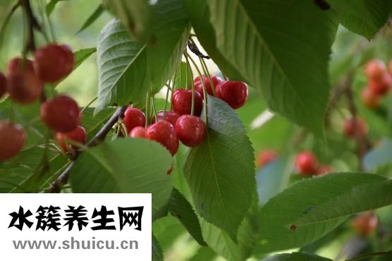 蒜苗是發物嗎