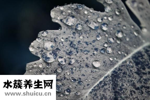 天葵子圖片