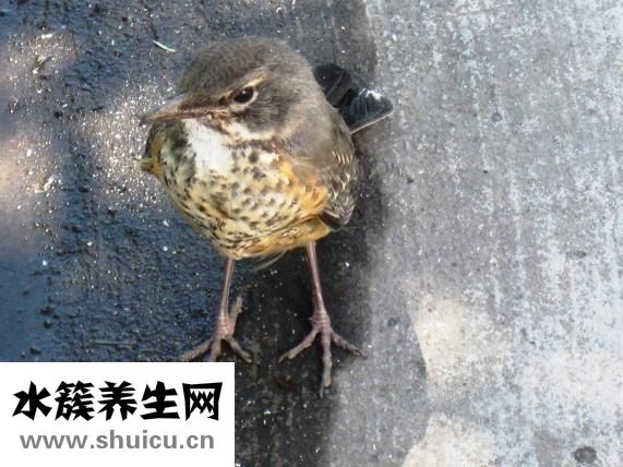 牙膏能吃嗎