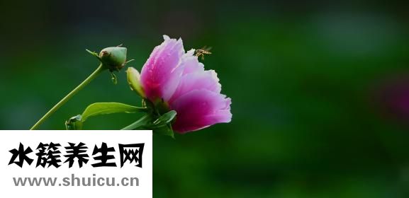 芍藥的別名