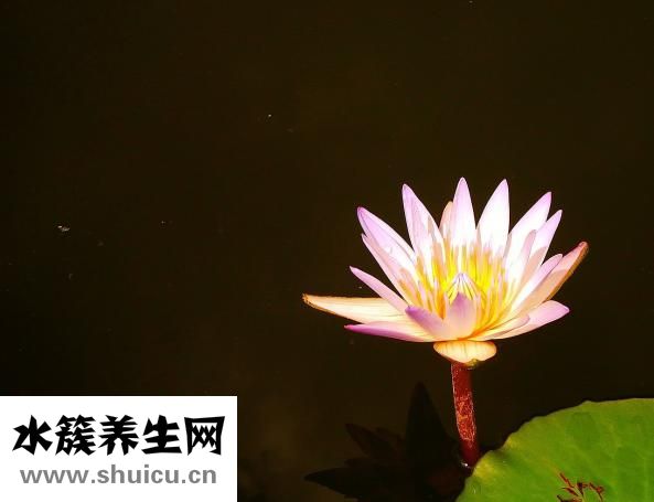 荷花是蓮花嗎