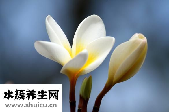 素馨花圖片