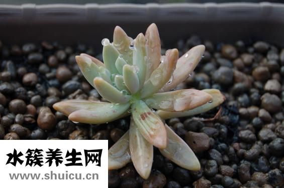 鱈魚怎么清蒸