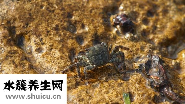 細胞免疫療法
