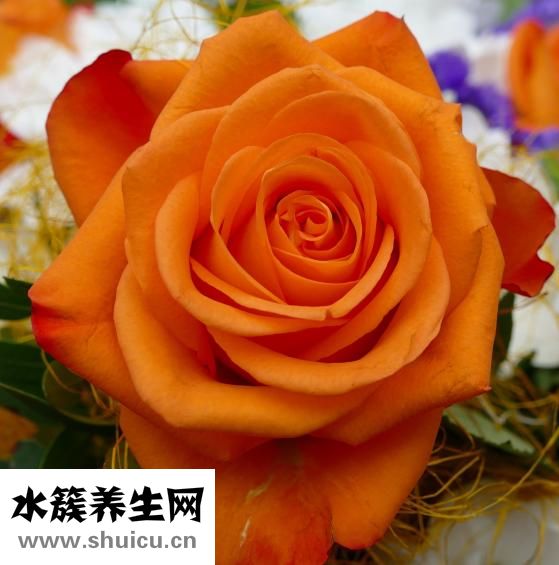 月經能喝茶嗎