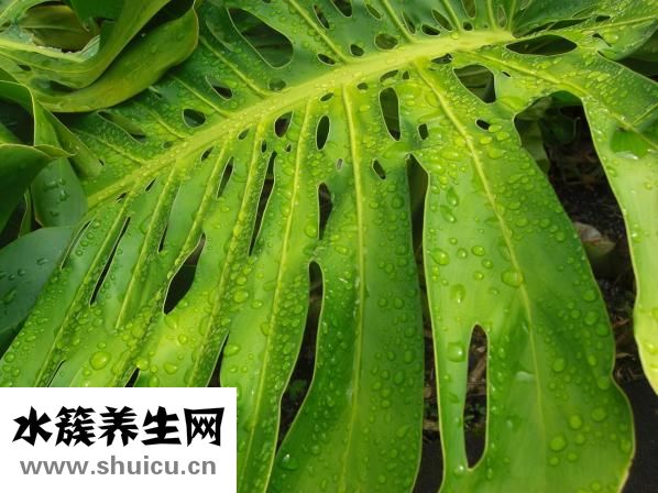 濕潤燒傷膏