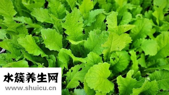 洋蔥的功效