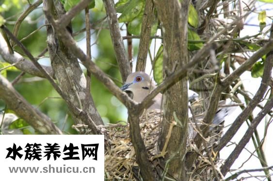 燕窩營養價值