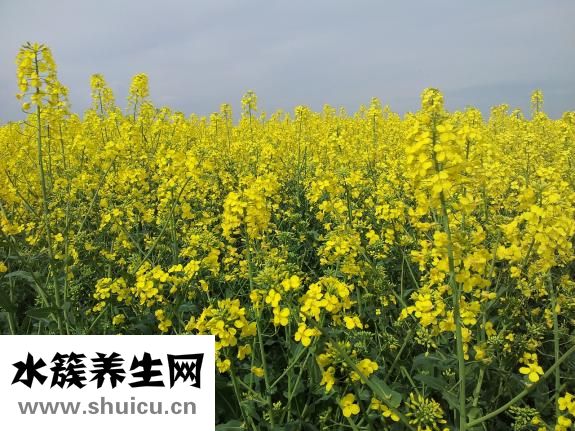 油菜花兒黃