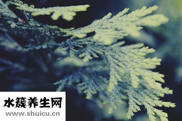 生發側柏葉