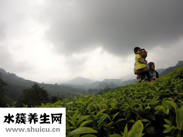 武夷肉桂茶