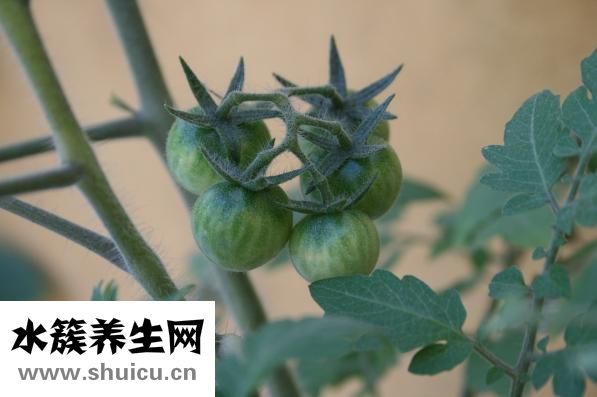 荷花是蓮花嗎