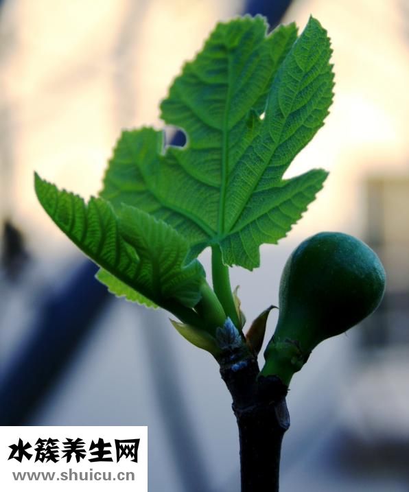 潤腸丸組成