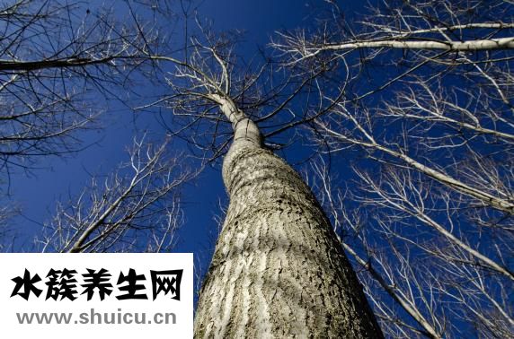 茵陳五苓丸