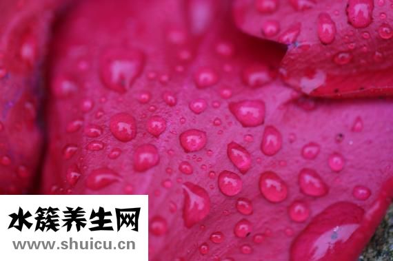 天葵子圖片